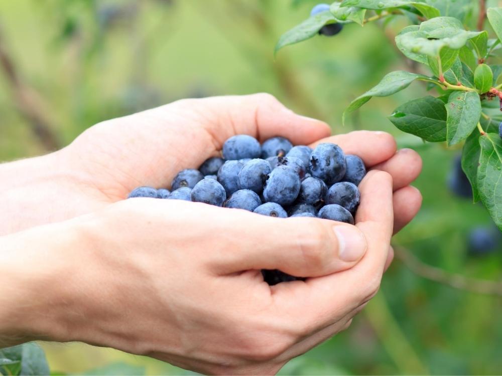 Mirtilos biológicos