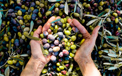 Azeitona Negrinha do Douro