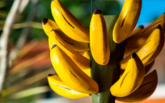 Banana da Madeira